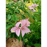 Bougainvillea cuttings