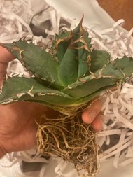 白鯨龍舌蘭 / Agave Titanota / 15 cm