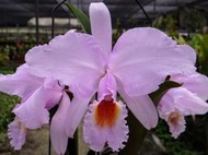 珍稀原生蘭花Cattleya schroederae(個體一)勿下標