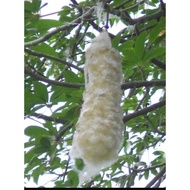 Kekabu asli 100% kekabu pokok. kekabu kuning 1kg
