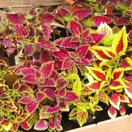 Fun Flower Leaf Courtyard Grass Seed Seed Flower Balcony Colorful Potted Grass Seed Wholesale Color 
