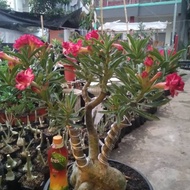 Adenium bunga tumpuk bonsai adenium