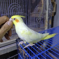sepasang anakan falk lutino & pearl