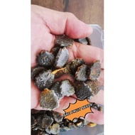 木鳖果种子 benih gac fruit Gac Fruit seeds,10seeds RM12