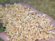 สายพันธุ์ "โคชิฮิคาริ" (Kochi hikari) ราคาต่อ 1 กิโลกรัม