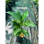 Anak Pokok Cempedak King