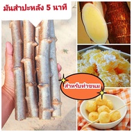 ท่อนพันธุ์มันสำปะหลัง 5 นาทีเหลืองพิรุณ มันสำหรับทำขนม ชุด 5 ท่อน (เเถมฟรี 2 ท่อน)  กิ่งพันธุ์เเข็งเเรงพร้อมปลูก  ปลูกง่ายโตเร็วแข็งแรง ต้านทานโรค ทนแล้ง หัวใหญ่ การปลูกมันห้านาทีสามารถปลูกได้ง่าย