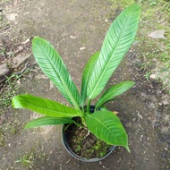 philodendron linet tanaman hias