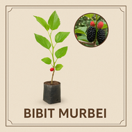 Bibit Murbei Siap Tanam - Tanaman Buah Murbei