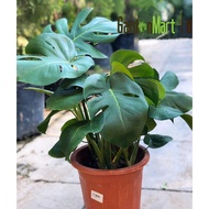 Monstera Deliciosa Swiss Cheese Plant Live Plant Pokok龟背叶 Monstera