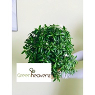 <Greenheavenz> Jasmin Thai Live Plant Pokok Bunga Melur Outdoor Hiasan Landscape 泰国茉莉花