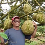 👋⬡🧛Durian Asfa 50 VVIP Premium_Pokok Berbuah Rendah