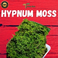 LIVE AND FRESH HYPNUM / SHEET MOSS, LOCAL FISSIDEN MINI (TERRESTRIAL MOSS) (BONSAI MOSS)