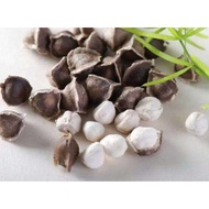 Moringa Seeds India Moringa Seeds 50g+-
