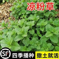 現貨  特價 小欣百貨  涼粉草種子特菜仙人凍仙草尖萼魚黃草陽臺蔬菜庭院四季播種種籽