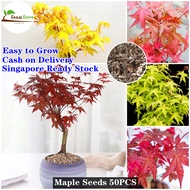 [Hot Sale] 50pcs Maple Seeds Plants Bonsai Plant Indoor and Outdoor Herb Seeds for Planting Live House Plants Bonsai Basil Plant Spa Flora Garden Decoration Items Live All Seasons Pot for Plant High Quality Easy To Germinate Fast Grow SG Ready Stock