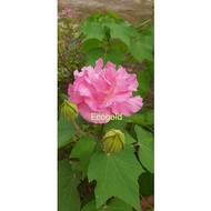 Hibiscus Mutabilis / Cotton Rose