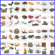 SQ4 Small animal model toy growth life cycle frog turtle chicken Montessori kindergarten teaching  Q