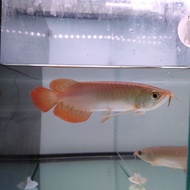 ikan arwana super red