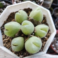 Live Plant conophytum 毛翠滴 老桩 带7cm盆土