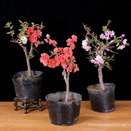 Potted Begonia Seedlings Xi Fu Begonia North American Weeping Begonia Flower Japanese Longevity Crow