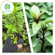 Basil plant - spice plant..