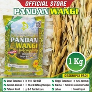 BIBIT PADI PANDAN WANGI TERMURAH