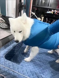 寵物自動烘乾袋