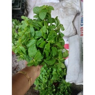 pokok herba pudina(mint)