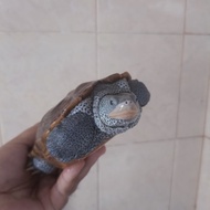 diamondback terrapin centrata / dbt centrata