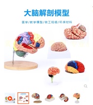 The brain model 4 d assembled medical model brain structure model teaching human anatomy model model