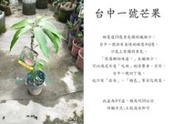 心栽花坊-台中一號芒果/4吋/水果苗/嫁接苗/芒果品種/售價400特價350