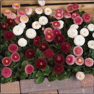 ✅Daisy Seeds | Small Flower Mix | 5000 Seeds | Continuous Bloom | Low Maintenance | Four Seasons