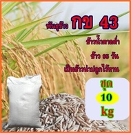 พันธุ์ข้าวกข43 ชุด10กกเป็นข้าวอายุเก็บเกี่ยว95วัน เป็นข้าวไม่ไวแสงปลูกได้ตลอดทั้งปี