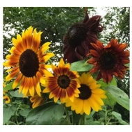 Edible Flowers BIcolour Sunflower Autumn Beauty seeds Helianthus Annuus