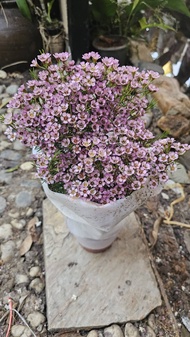 ต้นแว็กซ์ ฟลาวเวอร์ แวกซ์ฟลาวเวอร์ สีม่วง Chamelaucium Wax flower / ledaf