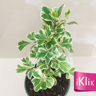Ficus Triangularis | Variegated Live Real Plant Potted | iKlik