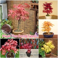 35pcs Maple tree seeds for sale Rare Japanese Maple Seed Acer palmatum Bonsai Seeds Maple tree seedlings Flower Seeds