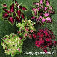 PAKET 5 JENIS TANAMAN MIANA HIDUP / MIANA COLEUS / JAWER KOTOK | TANAMAN MIANA HIDUP, TANAMAN MIANA