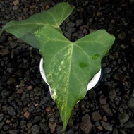 anthurium delta force hybrid variegata - 01 - rky