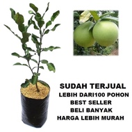 Jual Bibit Jeruk Bali Manis Jumbo Pohon Jeruk Bali