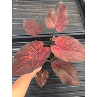 caladium_thailand_hybrid