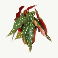 tanaman hias begonia maculata/begonia folkadot