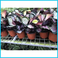 ◹ ۞ ۩ COD! Calathea Rosy live plants with pot and soil