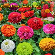 เมล็ดพันธุ์ ดอกบานชื่น เมล็ดดอกบานชื่น บรรจุ 30 เมล็ด คละสี Zinnia Flower Seeds for Planting เมล็ดดอกไม้ บอนสีราคาถูก เมล็ดบอนสี ต้นไม้มงคล บอนสี ดอกไม้ปลูกสวยๆ เมล็ดพันธุ์ดอกไม้ ไม้ประดับ พันธุ์ดอกไม้ ต้นบอนสี  ดอกไม้ปลูก ปลูกง่าย โตไว อัตราการงอกสูง 99%