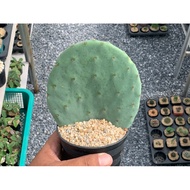 (Edible Cactus) Opuntia Rosbusta Giant