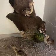Anakan burung merak biru india