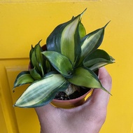 H2O - Sansevieria Twister P90 旋转虎皮兰 Indoor Plant Live Plant