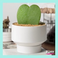 *SG* Succulent Planter Pot Flower Pot Ceramic Planter Pot