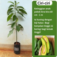 [Ready stock] Anak  pokok avocado 034 buah panjang, pokok buah hybrid mudah tumbuh TD Farm